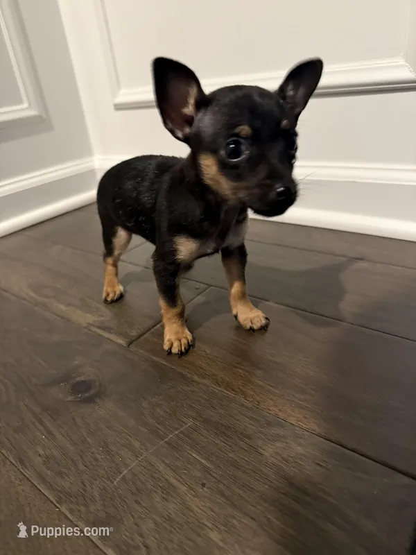 Thor – Chihuahua puppy for sale in Indianapolis, IN