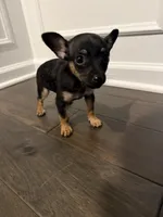 Thor, a male Chihuahua for sale in Indianapolis, IN – Photo 6 of 10