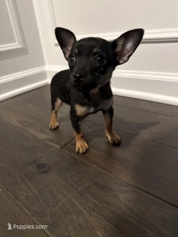 Thor – Chihuahua puppy for sale in Indianapolis, IN
