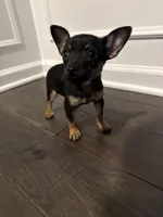 Thor, a male Chihuahua for sale in Indianapolis, IN – Photo 1 of 10