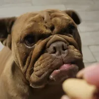 Hershey, a female English Bulldog for sale in Manteca, CA – 1 of 3