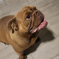 Hershey, a female English Bulldog for sale in Manteca, CA – 2 of 3