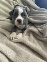 Aphrodite, a female American Staffordshire Terrier for sale in Saint Charles, MO – Photo 2 of 3
