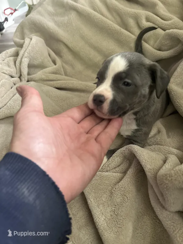 Aphrodite, a female American Staffordshire Terrier for sale in Saint Charles, MO – Photo 1 of 3