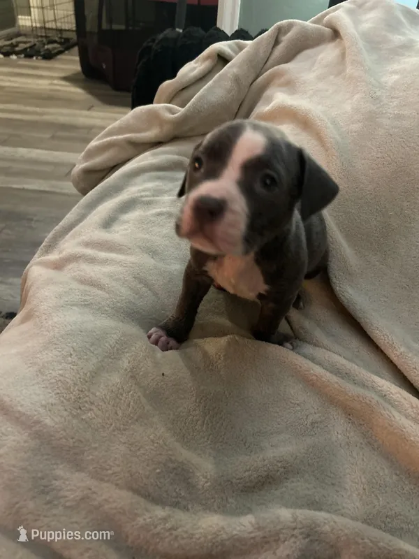 Athena, a female American Staffordshire Terrier for sale in Saint Charles, MO – Photo 1 of 1