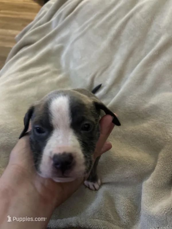 Odin, a male American Staffordshire Terrier for sale in Saint Charles, MO – Photo 1 of 2