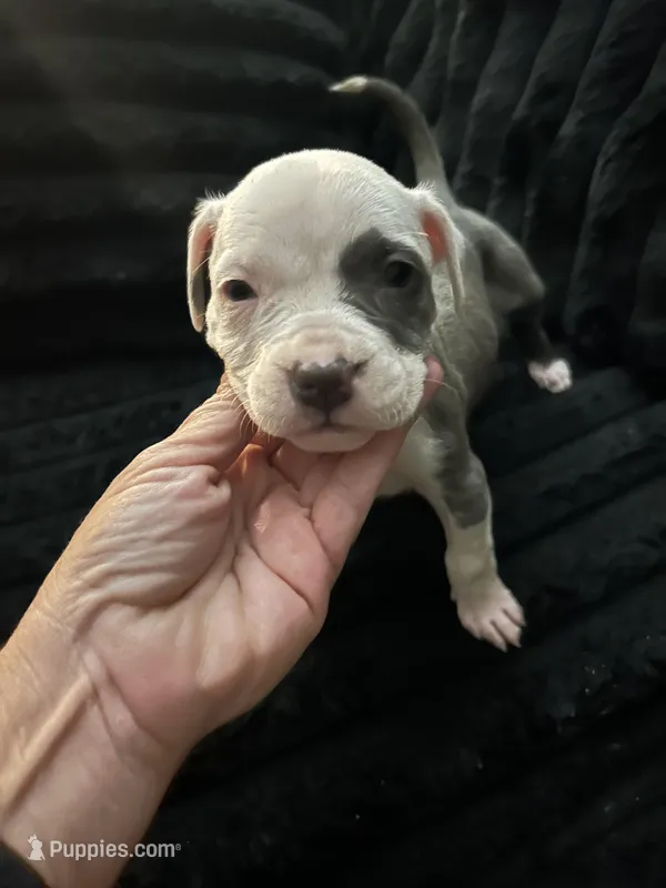 Hera – American Pit Bull Terrier puppy for sale in Saint Charles, MO