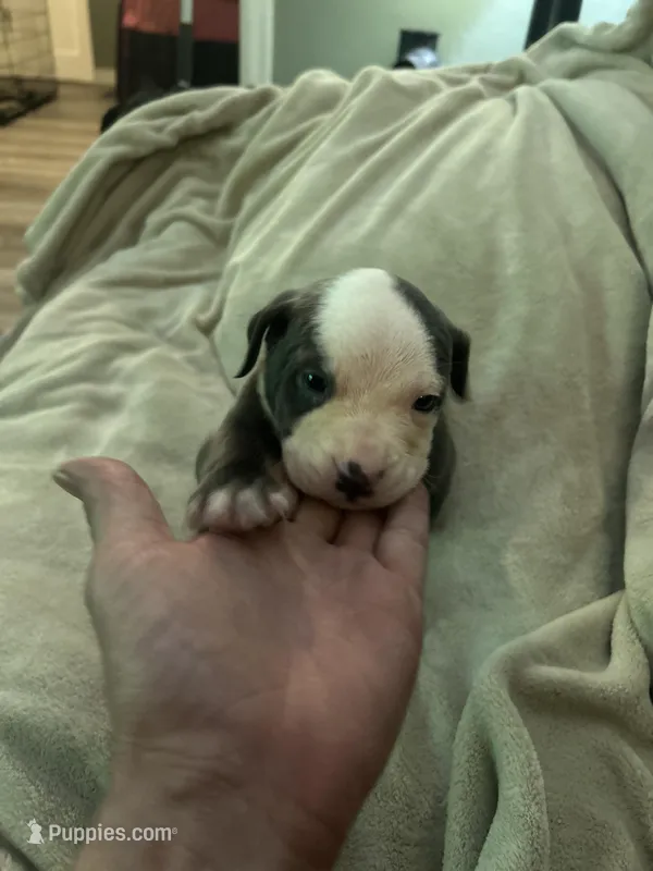 Loki, a male American Staffordshire Terrier for sale in Saint Charles, MO – Photo 1 of 2