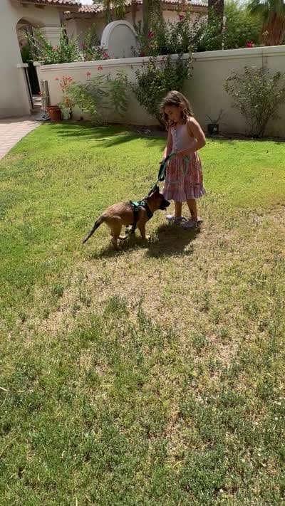 Freyja , a female Belgian Malinois for sale in Phoenix, AZ – 6 of 6