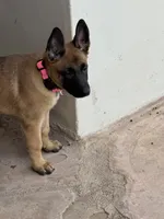 Freyja , a female Belgian Malinois for sale in Phoenix, AZ – 4 of 6