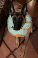 Freyja , a female Belgian Malinois for sale in Phoenix, AZ – 2 of 6