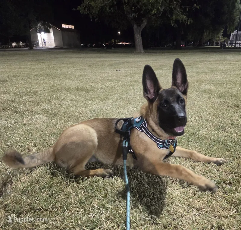 Freyja  – Belgian Malinois puppy for sale in Phoenix, AZ