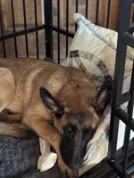 Freyja , a female Belgian Malinois for sale in Phoenix, AZ – 5 of 6