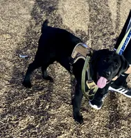 Duke, a male Labrador Retriever for sale in Whittier, CA – Photo 1 of 2