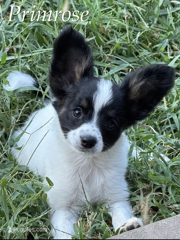 Primrose – Papillon puppy for sale in Hermitage, MO