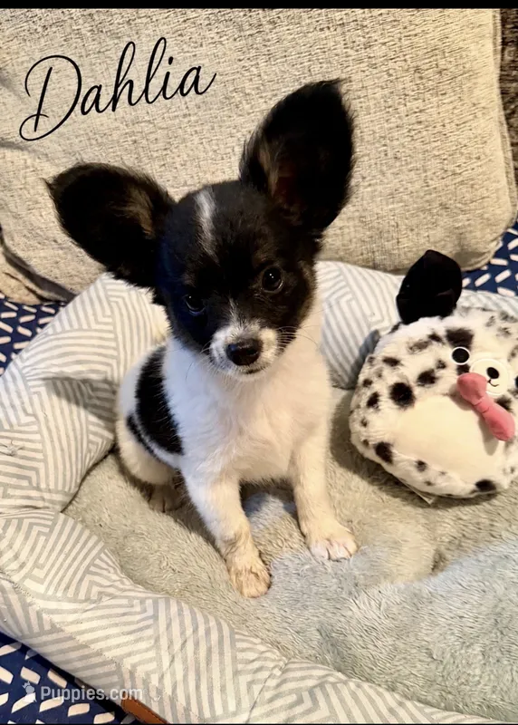 Dahlia – Papillon puppy for sale in Hermitage, MO