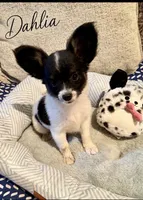 Dahlia, a female Papillon for sale in Hermitage, MO – 1 of 3
