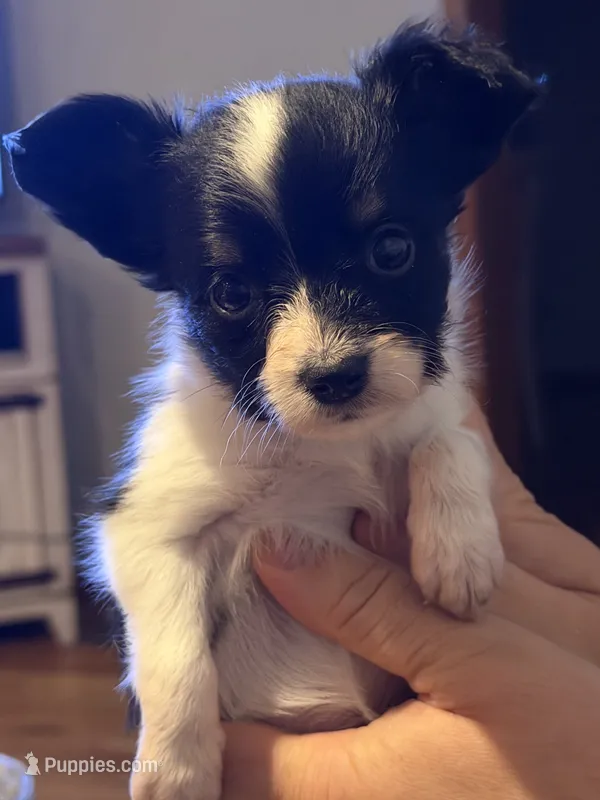 Ivy – Papillon puppy for sale in Hermitage, MO