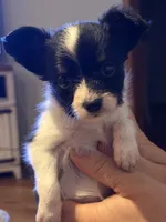 Ivy, a female Papillon for sale in Hermitage, MO – 1 of 4