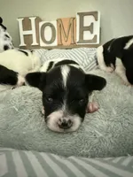 Dahlia, a female Papillon for sale in Hermitage, MO – 3 of 4