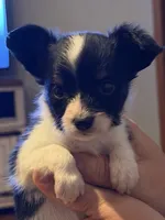 Ivy, a female Papillon for sale in Hermitage, MO – 2 of 4