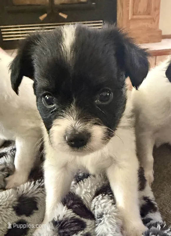 Dahlia – Papillon puppy for sale in Hermitage, MO