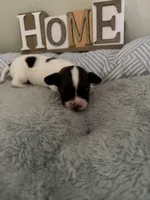 Poppy, a female Papillon for sale in Hermitage, MO – 3 of 7