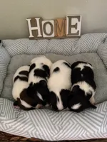 Ivy, a female Papillon for sale in Hermitage, MO – 4 of 4