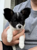 Dahlia, a female Papillon for sale in Hermitage, MO – 2 of 3