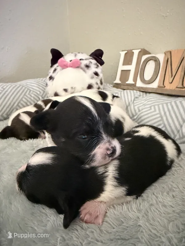 Dahlia – Papillon puppy for sale in Hermitage, MO