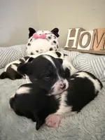 Dahlia, a female Papillon for sale in Hermitage, MO – 1 of 4