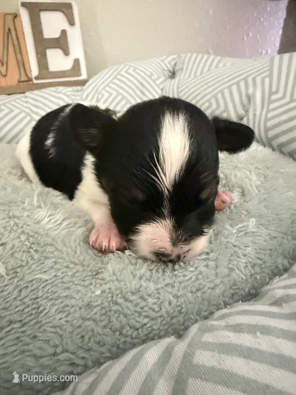 Ivy – Papillon puppy for sale in Hermitage, MO