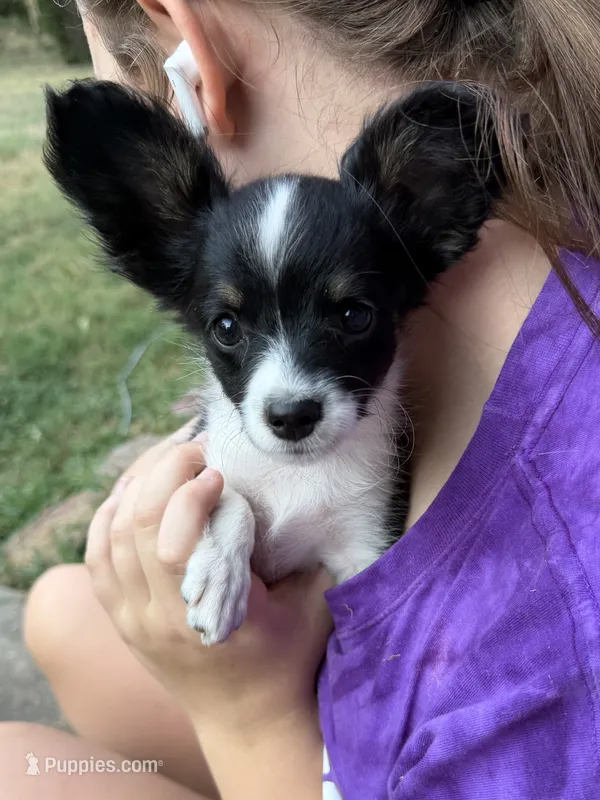 Ivy – Papillon puppy for sale in Hermitage, MO