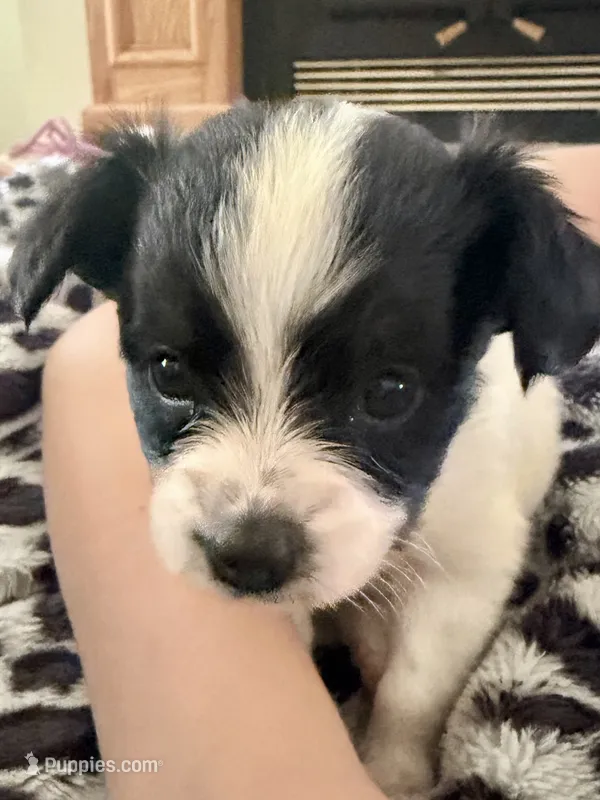 Primrose – Papillon puppy for sale in Hermitage, MO