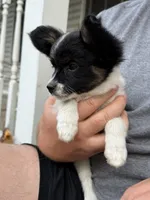 Dahlia, a female Papillon for sale in Hermitage, MO – 3 of 3
