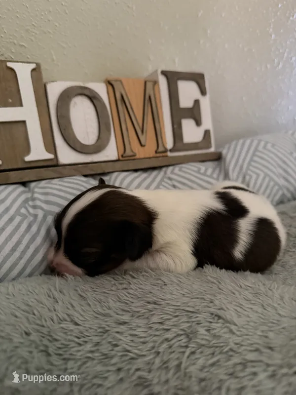 Poppy – Papillon puppy for sale in Hermitage, MO