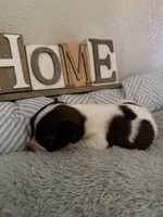 Poppy, a female Papillon for sale in Hermitage, MO – 1 of 7