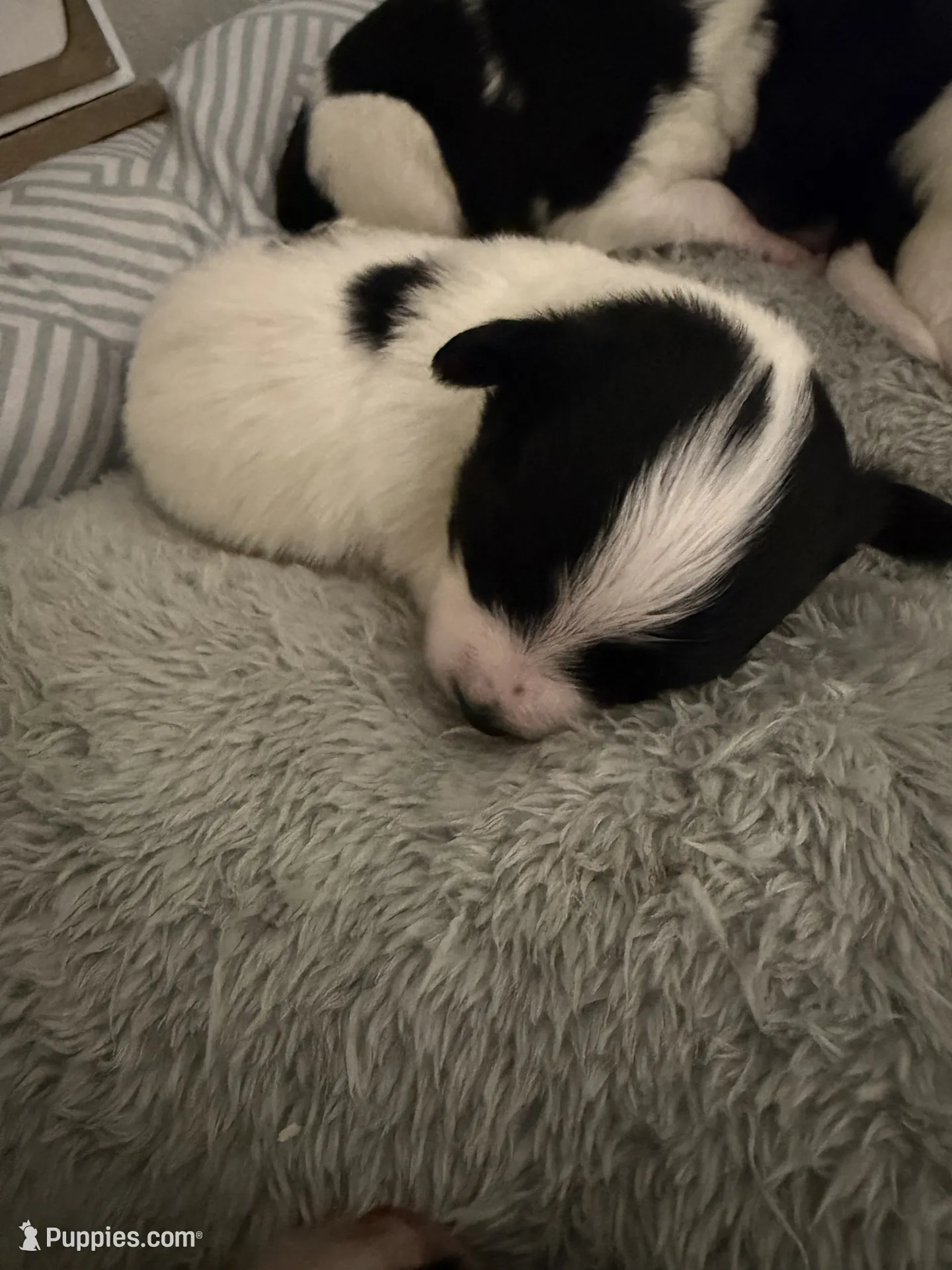 Primrose – Papillon Puppy for Sale in Hermitage, MO | Puppies.com