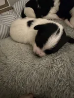 Primrose, a female Papillon for sale in Hermitage, MO – 1 of 4