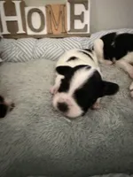 Primrose, a female Papillon for sale in Hermitage, MO – 2 of 4