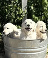 Maverick, a male Golden Retriever for sale in Peyton, CO – Photo 4 of 4