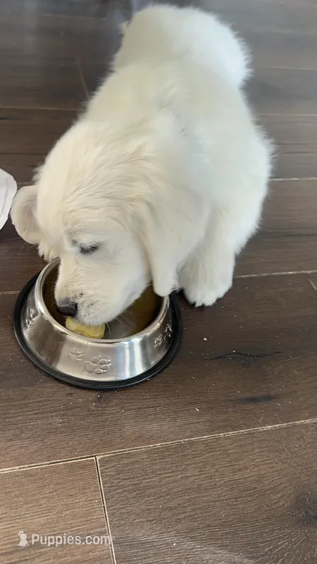 Maverick – Golden Retriever puppy for sale in Peyton, CO