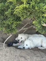 Maverick, a male Golden Retriever for sale in Peyton, CO – Photo 3 of 4