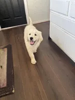 Maverick, a male Golden Retriever for sale in Peyton, CO – Photo 2 of 4