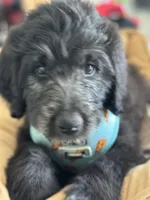 Benjamin Button, a male Poodle - Multi-Colored Standard and English Cream Golden Retriever for sale in Peyton, CO – 5 of 5
