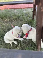 Linc, a male English Cream Golden Retriever for sale in Peyton, CO – 4 of 4