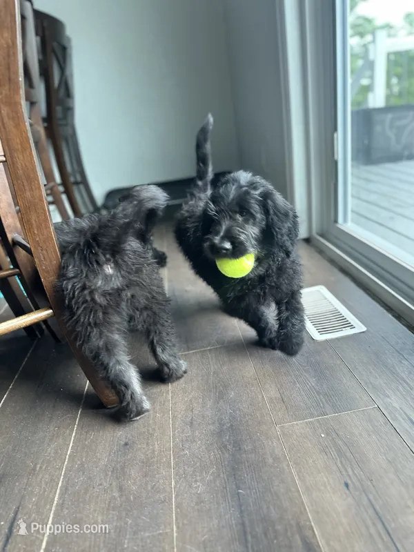 Joker – Poodle - Multi-Colored Standard, English Cream Golden Retriever puppy for sale in Peyton, CO