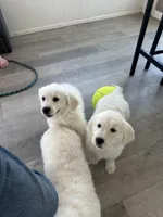 Honey, a female Golden Retriever for sale in Peyton, CO – Photo 2 of 3