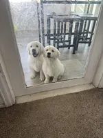 Honey, a female Golden Retriever for sale in Peyton, CO – Photo 3 of 3