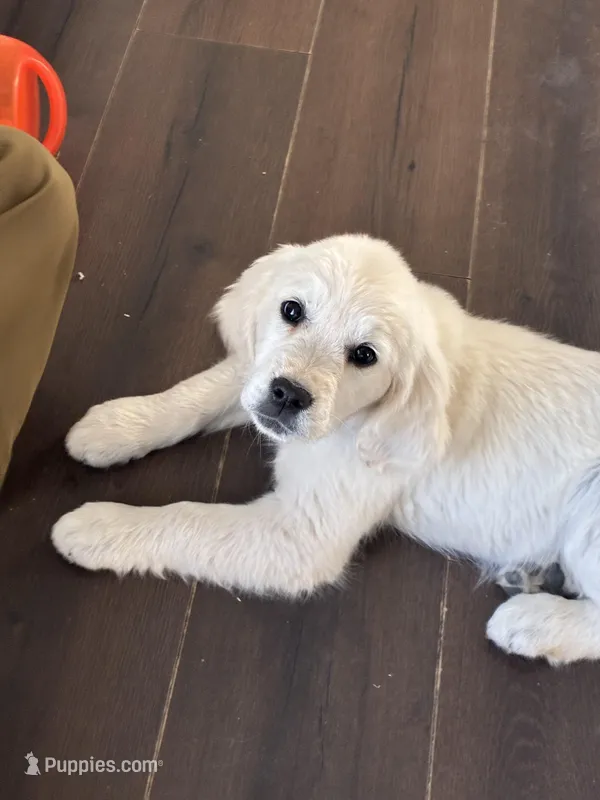 Honey – Golden Retriever puppy for sale in Peyton, CO
